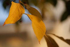 			Klaus Naujok posted a photo:	Thanks to the defused (by fort) early sunlight, these leaves look great.