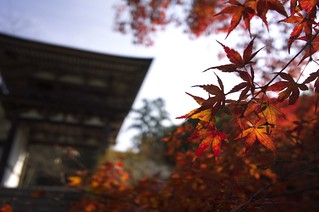 Autumnal leaves of Chogaku-ji temple No.1.