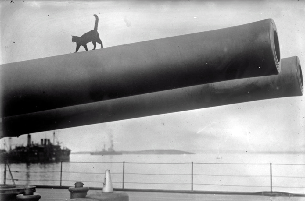 circa 1915:  The mascot cat of the HMS Queen Elizabeth on a 15 inch barrel