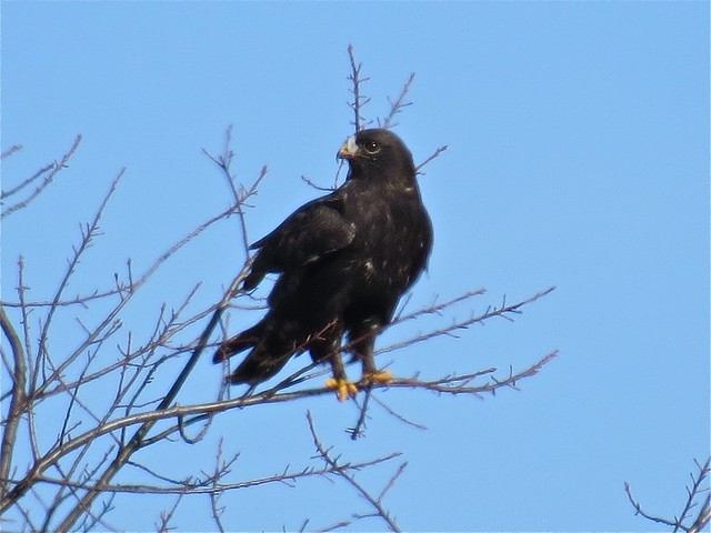 Adult Dark Morph Rough-legged Hawk near Downs, IL 10