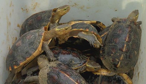 被裝箱運送的保育龜。