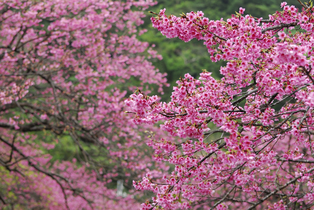 4.Cherry Blossoms_the earliest deep pink cherry blossom