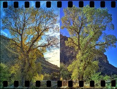 Autumn to Spring in just three weeks; seasons in Sabino Canyon
