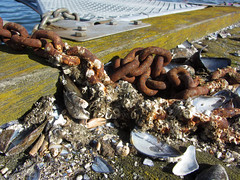 chain, rust, shell, mussel