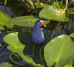 Florida Everglades 2014