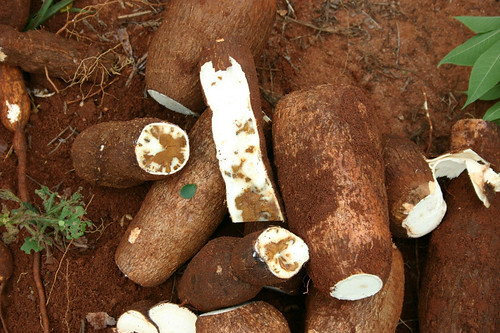 Necrosis on cassava roots infected with Cassava Brown Streak Disease