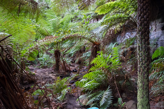 Valley of the Ferns