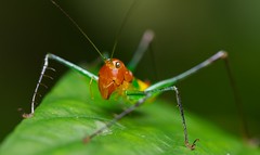 Orthoptera (Costa Rica)