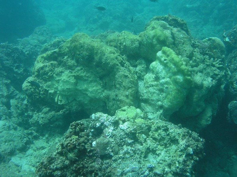 莫拉克颱風後萬里桐潮下帶被大量翻覆且已經死亡的微孔珊瑚