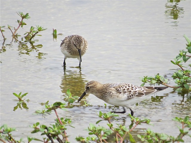 Baird's Sandpiper at El Paso Sewage Treatment Ponds in Woodford County, IL 03