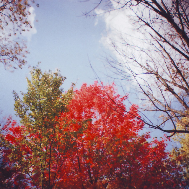 analog autumn