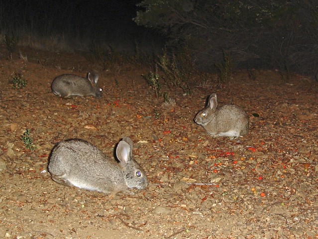 brush rabbits