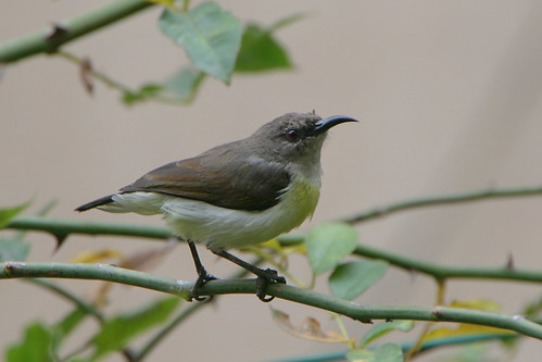 Purple-rumped Sunbird- Female