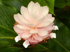 Zingiberaceae of Ecuador