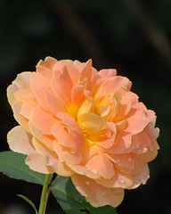 Schenectady Rose Garden 7-29-2012