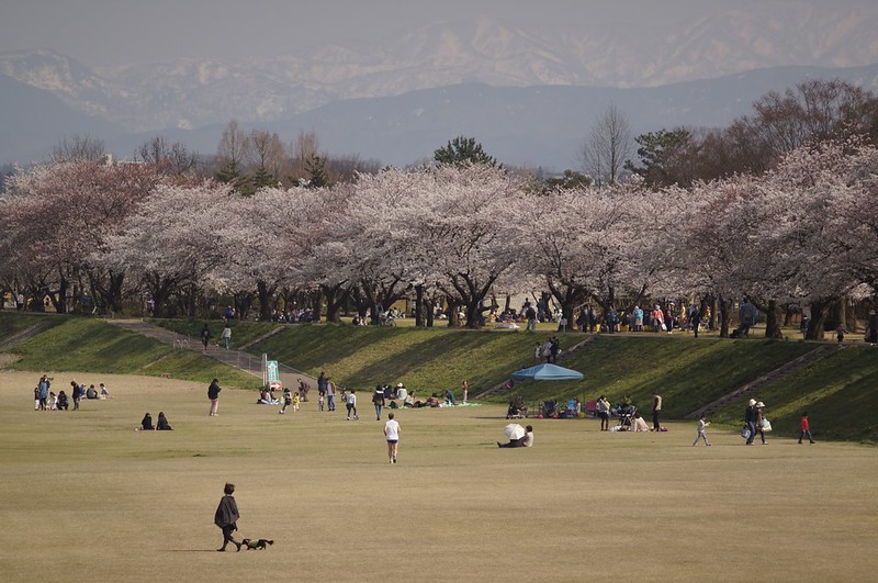 金沢桜満開！　その１　犀川の桜