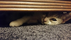 This is Topaz. First she lurk. Then she s c r e a m - The Caturday