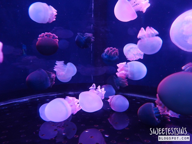 sea aquarium marine life park resort world sentosa singapore (49)