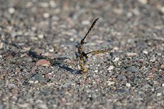 Dragonfly Fight-46101.jpg by Mully410 * Images