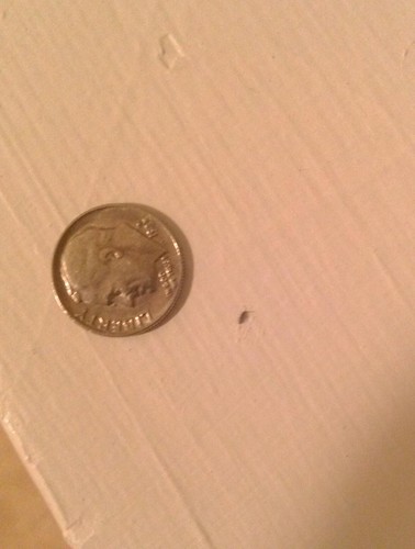 please help!! baby bed bug or book lice? [a: psocid/book louse