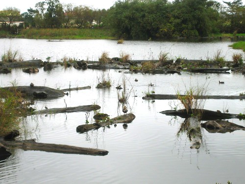 貯木池轉為生態水池及溼地