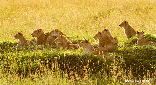 Kenia - Masai Mara 54