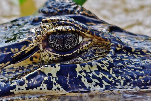The Eye of a Young Caiman in Brazil