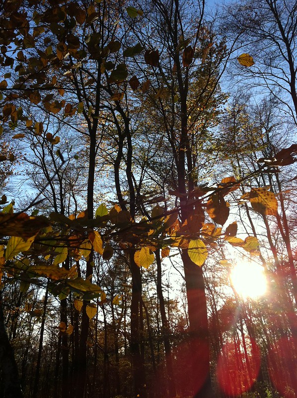 Autumn in the Taunus_sun through the autumn trees