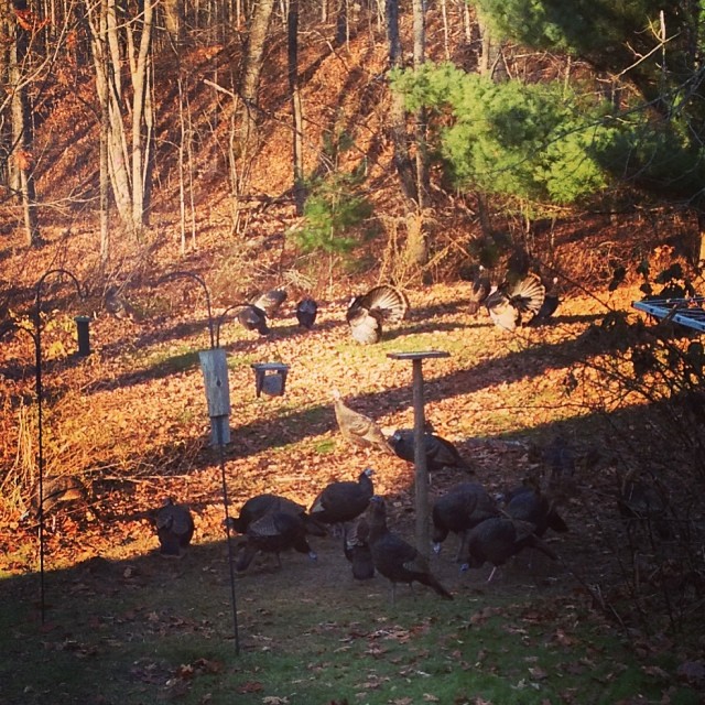 Turkeygram. I see they've brought their friends. Lots of displaying this morning, too. A couple were up on the bird table, but left before I could get my phone. Funny turkeys. #farmlife #wildlife