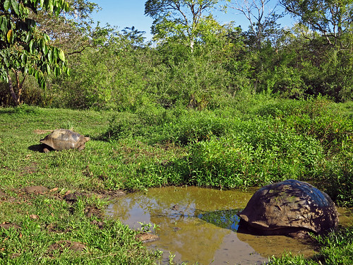 Giant Tortoises Santa Cruz Galapagos