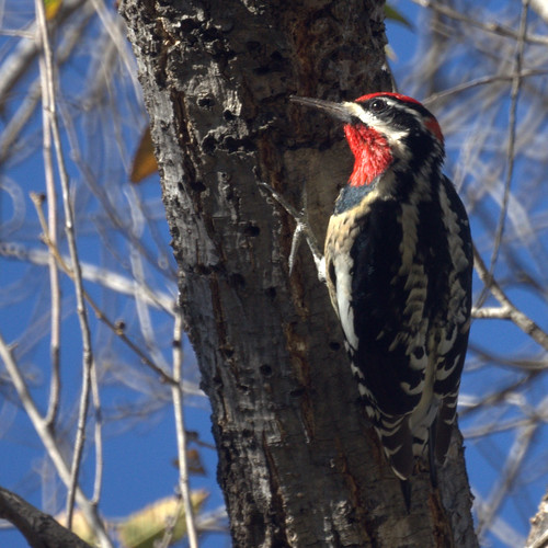 Red-naped Sapsucker by Mike's Birds