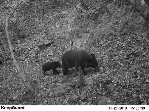 台灣黑熊母熊帶小熊的可愛畫面。（圖片提供：台東林管處。）
