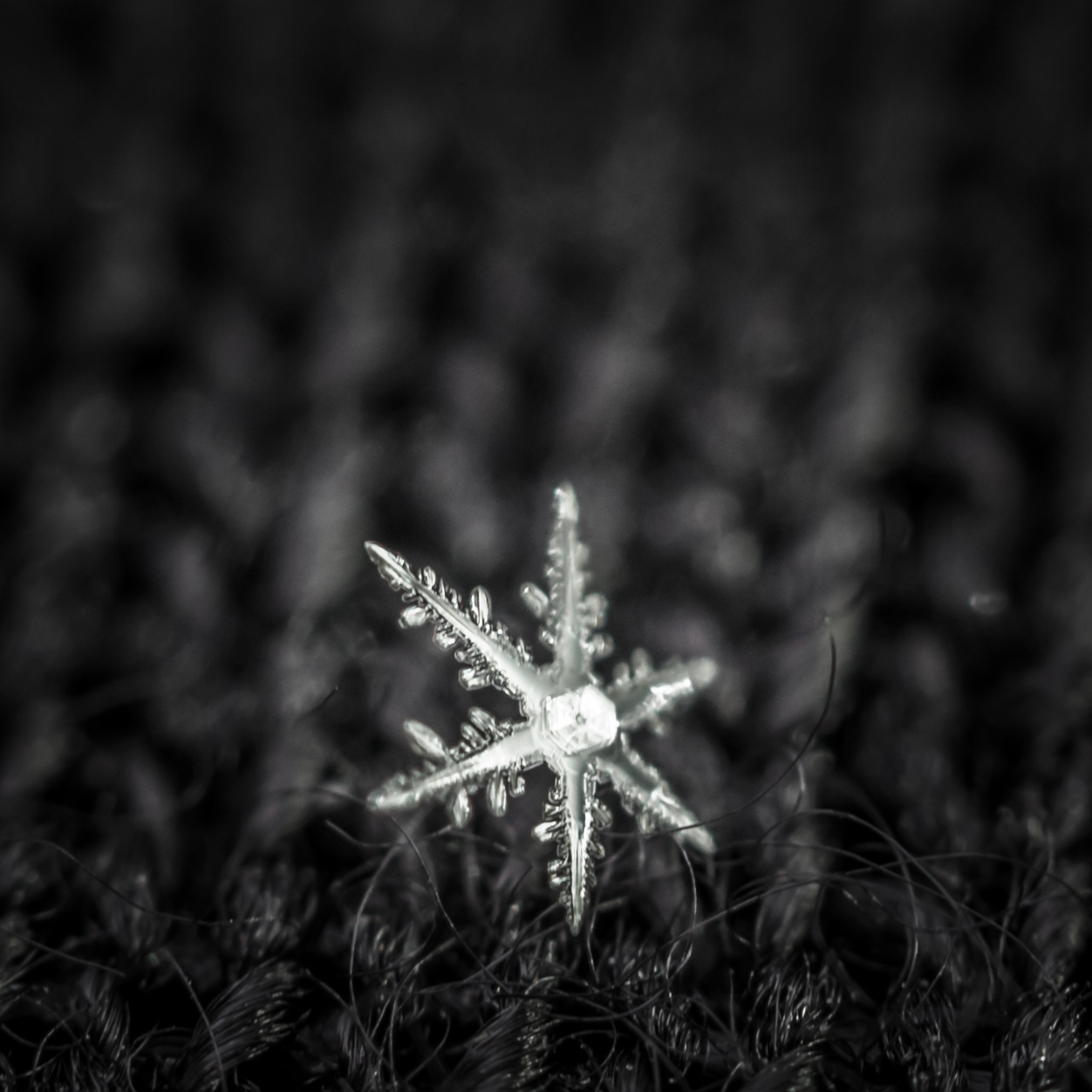 Olympus 60mm f2.8 Macro Lens Snowflake Photo 1