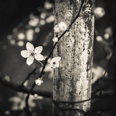blossoms on a pole