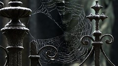 Spinnennetze / spiderwebs