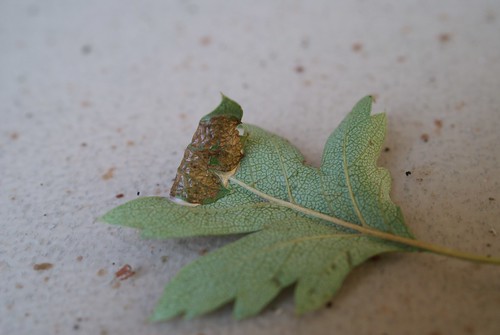 Parornix anglicella leaf mine