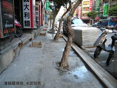 行道樹樹根慘遭水泥封死。潘翰疆提供。