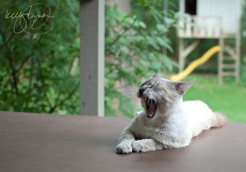 Floyd-yawn