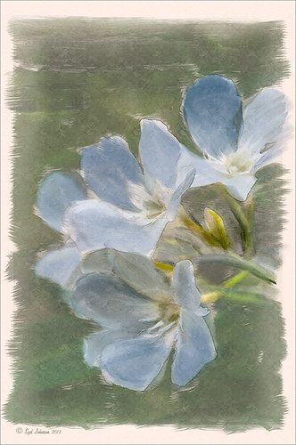 Image of painted white flowers