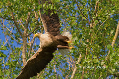 White-tailed Eagle (Haliaeetus albicilla