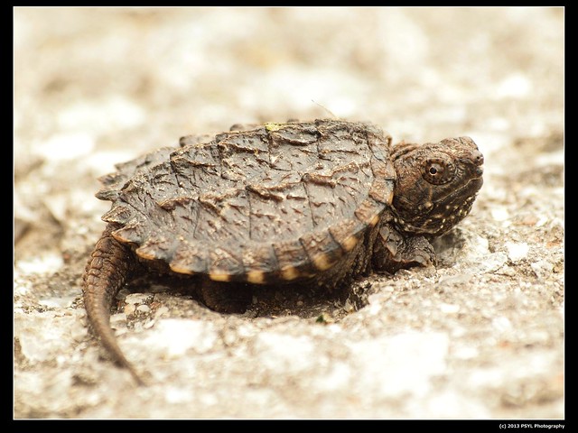Baby Common snapping turtle (Chelydra serpentina)