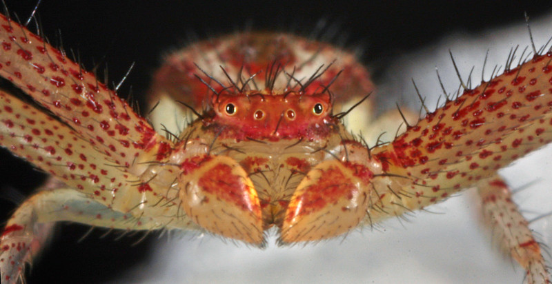 Northern Crab Spider (Mecaphesa asperata)