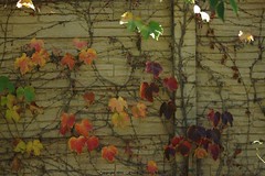 			Klaus Naujok posted a photo:	Leaves on trees are not the only ones changing colour. Here are some vines on a wall with nice colours.