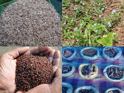 Traditionally Proven Medicinal Rice Formulations for Diabetes (Madhumeha) and Cancer Complications and Revitalization of Pancreas (TH Group-145) from Pankaj Oudhia’s Medicinal Plant Database by Pankaj Oudhia