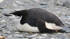 South Shetlands - Wildlife
