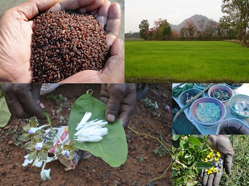 Validated and Potential Medicinal Rice Formulations for Genital Herpes with Diabetes mellitus Type 2 Complications (TH Group-252) from Pankaj Oudhia’s Medicinal Plant Database by Pankaj Oudhia