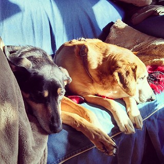 The hounds have claimed the morning #sunspot ! #houndmix #coonhoundmix #Rescued #adoptdontshop #dogstagram #instadog #ilovemydogs