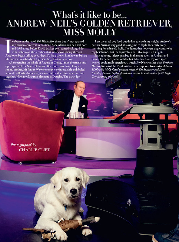 Molly the dog, photographed for Tatler