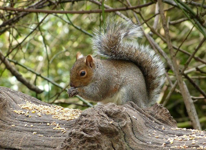 P1060996 - Squirrel, Cosmeston Lakes