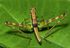 Monkey Grasshoppers (Eumastacidae)